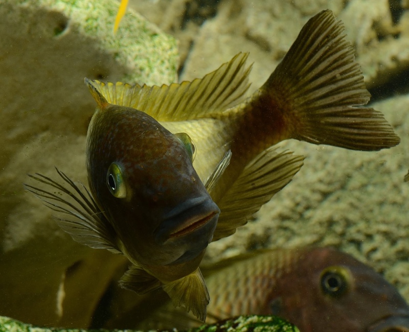 Tropheus moorii 'Musanga'